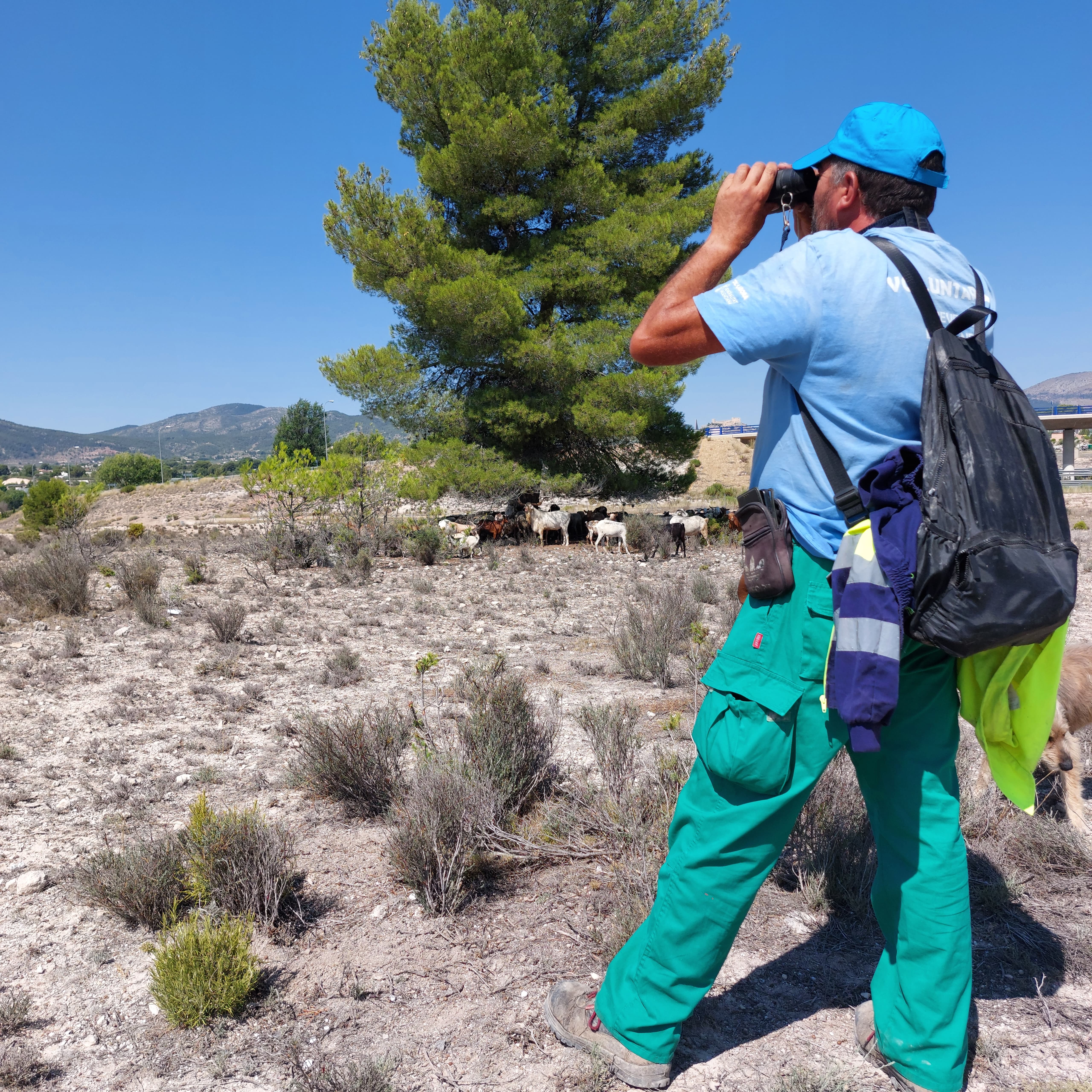 Carlos Sapena: “En ADHIF llevamos años advirtiendo sobre el papel clave de los herbívoros en la prevención de incendios forestales” Carlos Sapena: “En ADHIF llevamos años advirtiendo sobre el papel clave de los herbívoros en la prevención de incendios forestales”