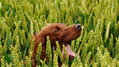 Ten cuidado al pasear a tu perro: las espigas no son inofensivas y pueden provocar graves problemas de salud en tu mascota