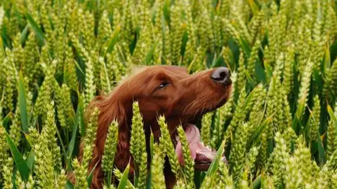 Ten cuidado al pasear a tu perro: las espigas no son inofensivas y pueden provocar graves problemas de salud en tu mascota Ten cuidado al pasear a tu perro: las espigas no son inofensivas y pueden provocar graves problemas de salud en tu mascota