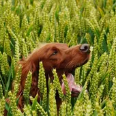 Ten cuidado al pasear a tu perro: las espigas no son inofensivas y pueden provocar graves problemas de salud en tu mascota Ten cuidado al pasear a tu perro: las espigas no son inofensivas y pueden provocar graves problemas de salud en tu mascota