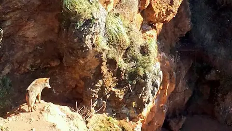 Recinto de lobos del Parque de Cabárceno Recinto de lobos del Parque de Cabárceno