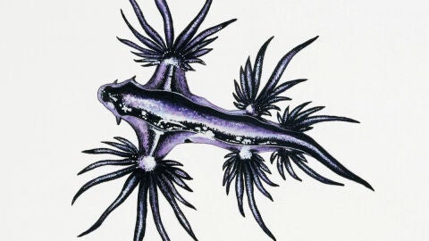 El "drag&oacute;n azul" llega a la Malvarrosa