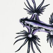 El "dragón azul" llega a la Malvarrosa