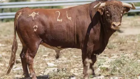 PACMA acusa al Ayuntamiento de Borriol de ocultar la agónica muerte de “Armada”, el toro estrella de sus fiestas PACMA acusa al Ayuntamiento de Borriol de ocultar la agónica muerte de “Armada”, el toro estrella de sus fiestas