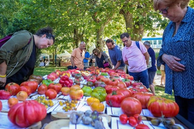 La variedad Tomate de Zaragoza gana el premio a mejor tomate de España La variedad Tomate de Zaragoza gana el premio a mejor tomate de España