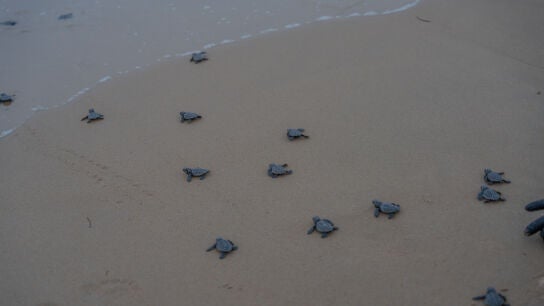 Eljemplares de tortuga boba liberadas en la playa del Carabass&iacute; de Elche.