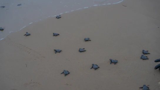 Eljemplares de tortuga boba liberadas en la playa del Carabassí de Elche. Eljemplares de tortuga boba liberadas en la playa del Carabassí de Elche.