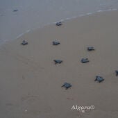 Eljemplares de tortuga boba liberadas en la playa del Carabassí de Elche.