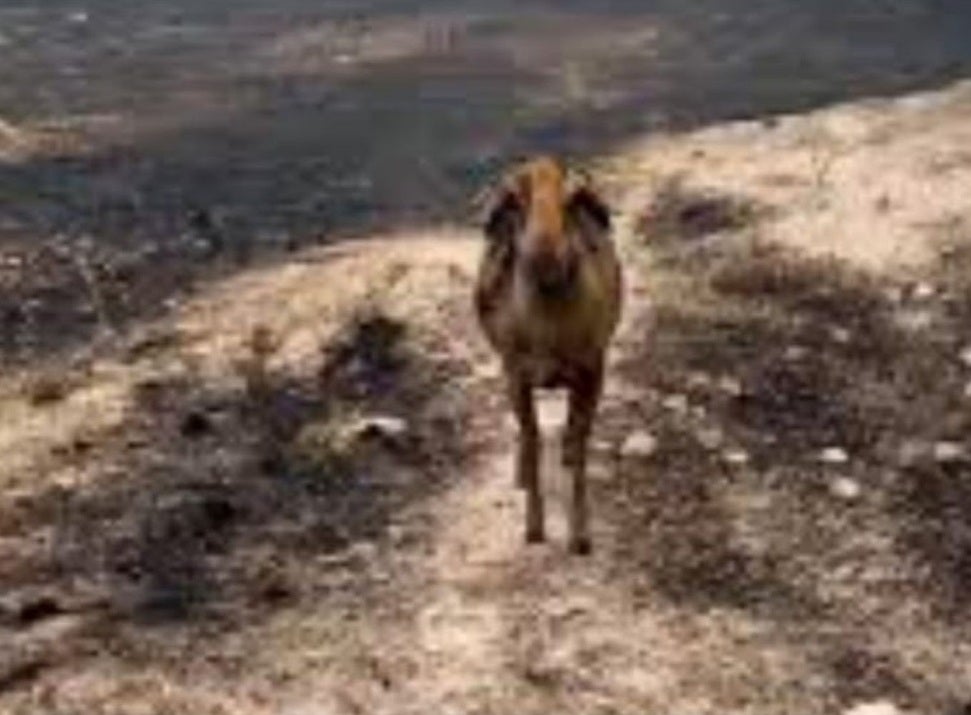 Dignitat Gatuna de Carcaixent inicia una campaña de ayudas para refugios y santuarios afectados por los incendios Dignitat Gatuna de Carcaixent inicia una campaña de ayudas para refugios y santuarios afectados por los incendios