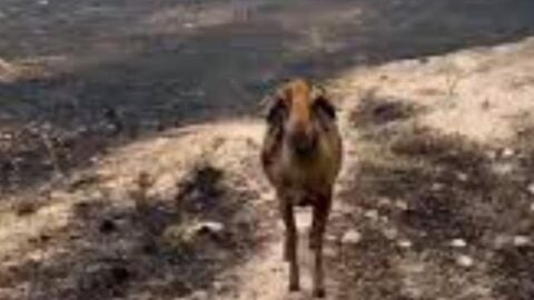 Animales afectados por los incendios en Espa&ntilde;a
