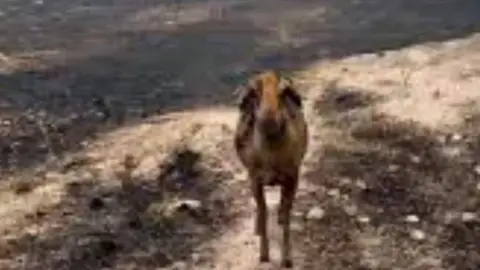 Animales afectados por los incendios en España Animales afectados por los incendios en España
