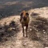 Animales afectados por los incendios en España