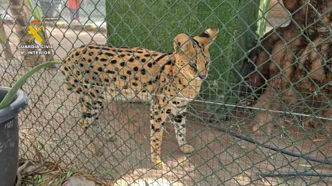 Desmantelado un zoo privado clandestino con más de 150 animales exóticos en Castellón Desmantelado un zoo privado clandestino con más de 150 animales exóticos en Castellón