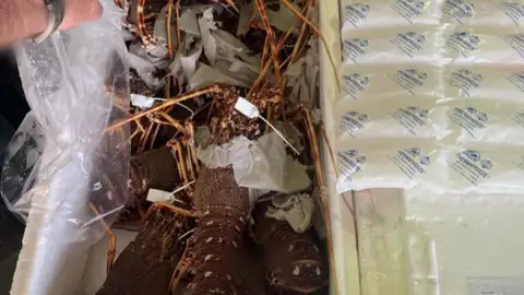 Imagen de las langostas incautadas. Imagen de las langostas incautadas.