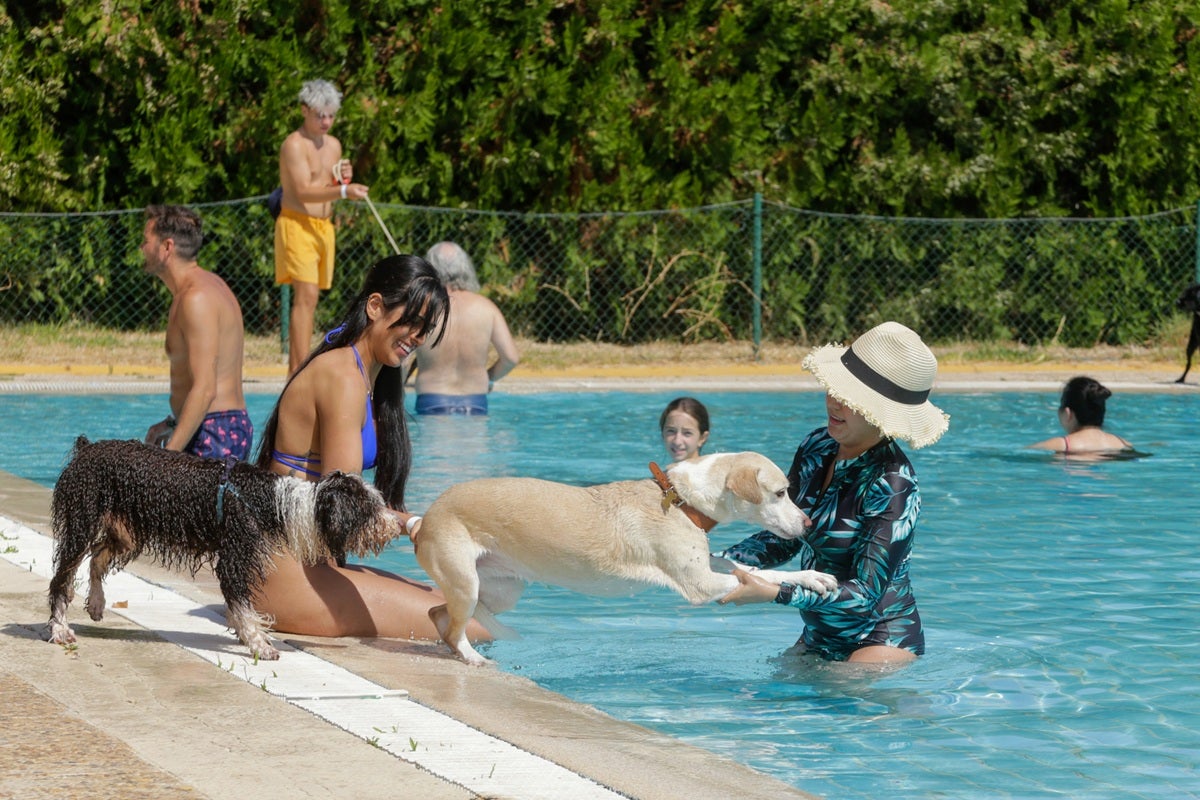 Patas al Agua celebra su VIII edición y espera congregar a doscientas personas y medio centenar de perros en la piscina del Guadiana Patas al Agua celebra su VIII edición y espera congregar a doscientas personas y medio centenar de perros en la piscina del Guadiana