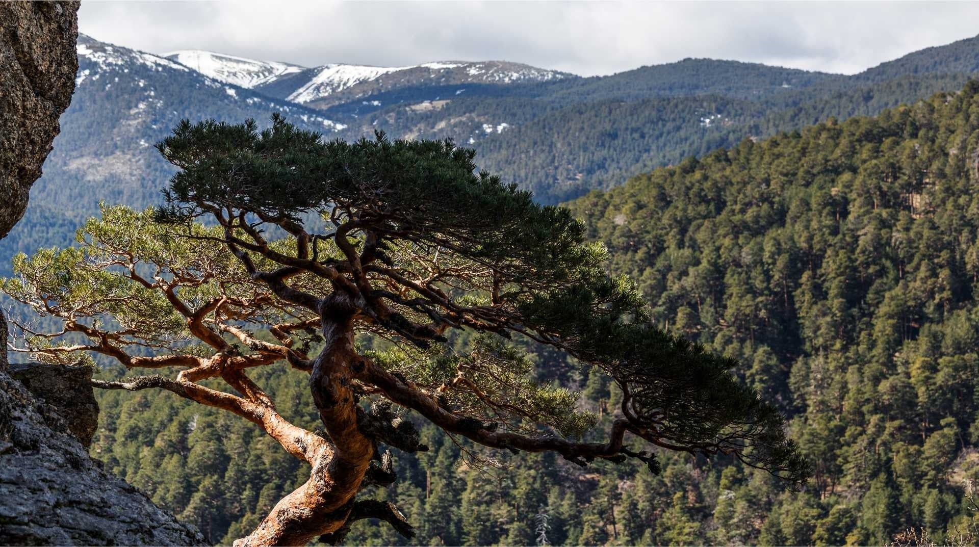La Comunidad de Madrid invierte 1,3 millones de euros en las mejoras de los pinares de ribera del Parque Nacional de la Sierra de Guadarrama La Comunidad de Madrid invierte 1,3 millones de euros en las mejoras de los pinares de ribera del Parque Nacional de la Sierra de Guadarrama