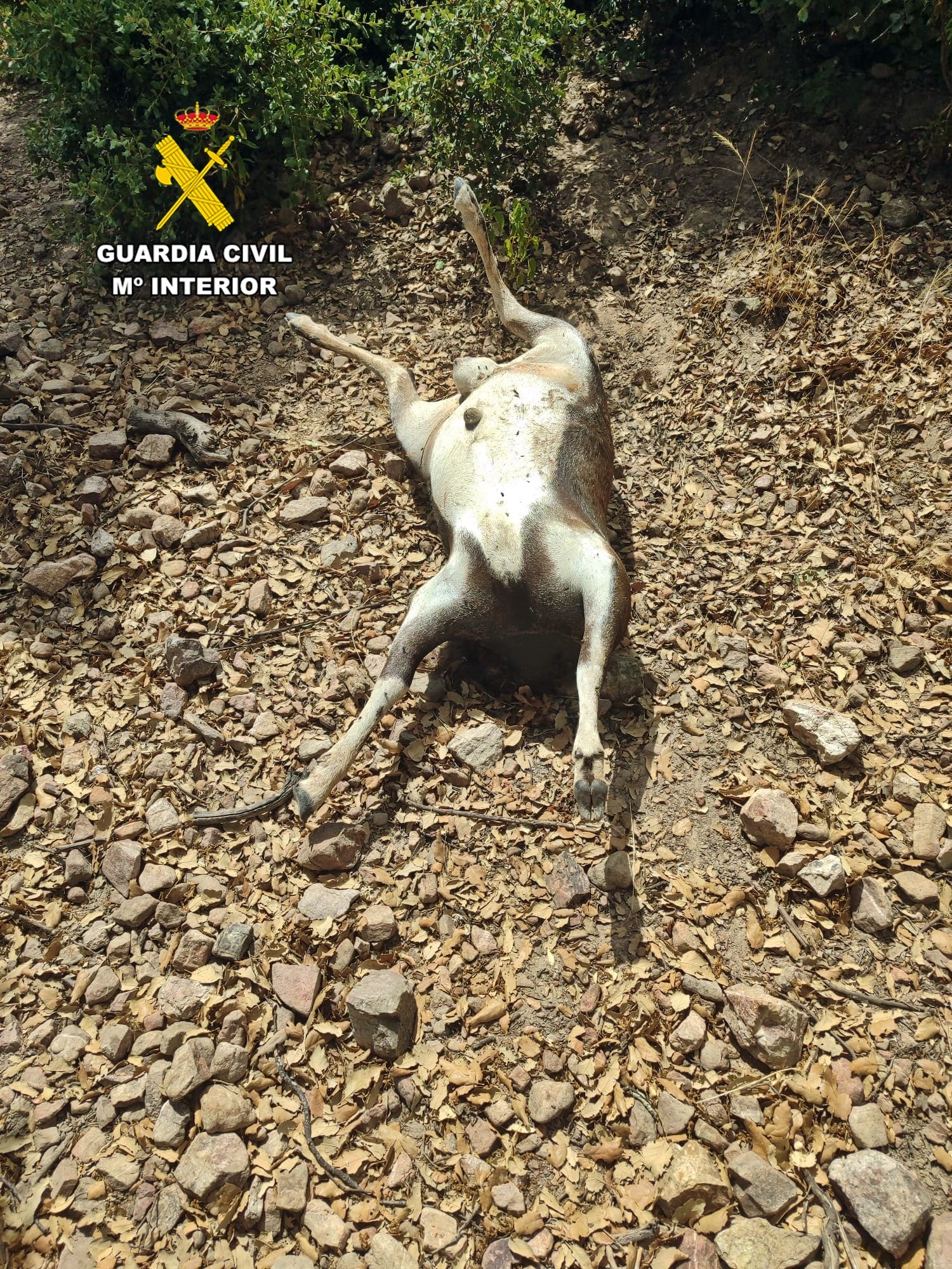 La Guardia Civil investiga a dos personas por cazar de manera furtiva en una finca de Monterrubio de la Serena La Guardia Civil investiga a dos personas por cazar de manera furtiva en una finca de Monterrubio de la Serena