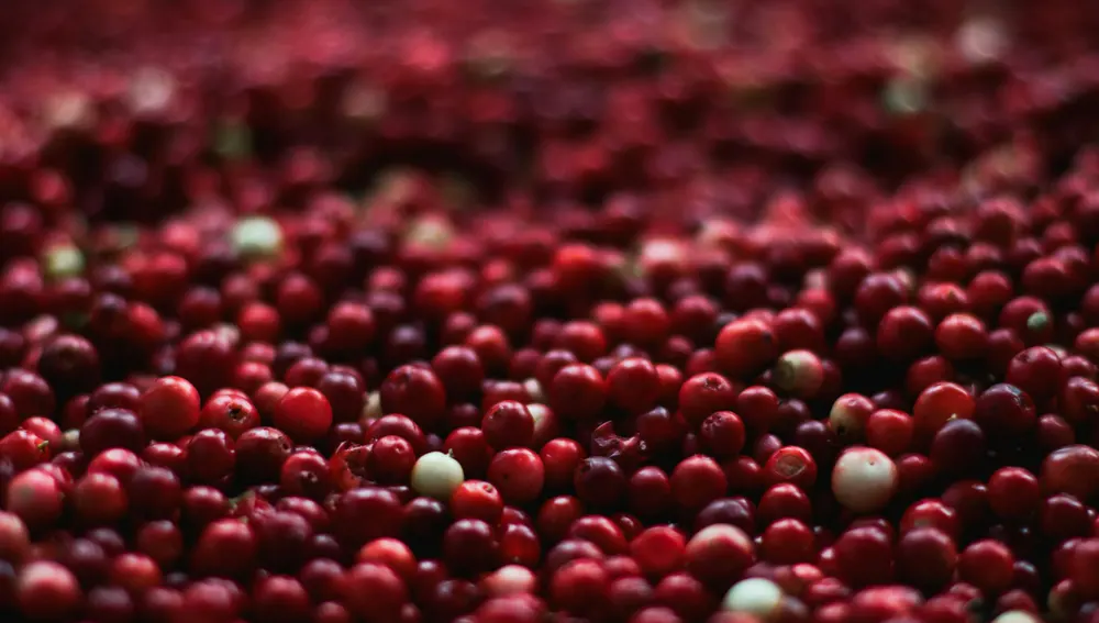 Os 10 frutos que têm mais água e podem hidratar mais do que água Os 10 frutos que têm mais água e podem hidratar mais do que água