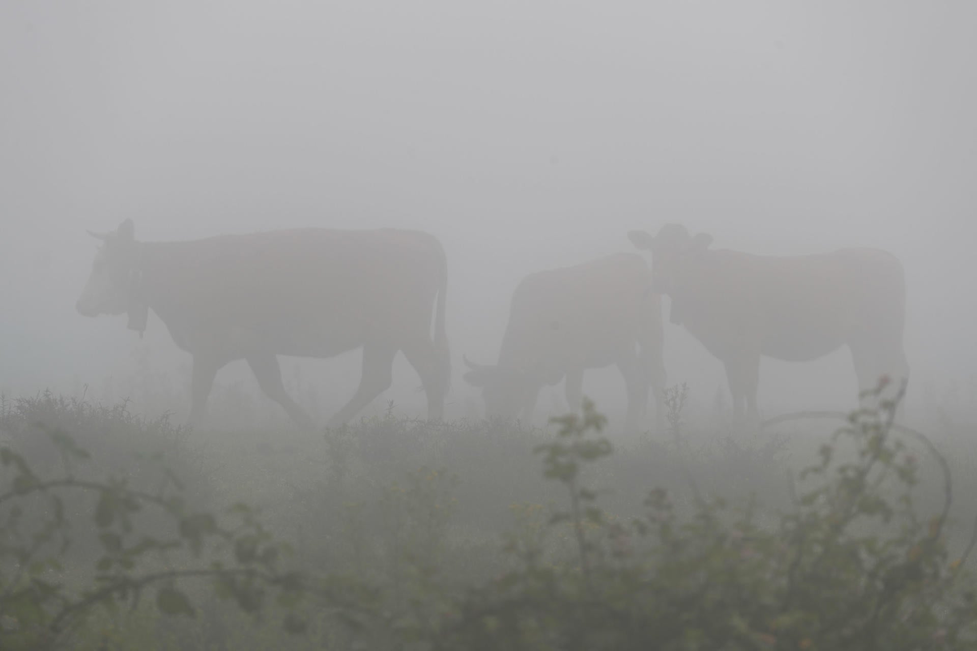 Buscan 8 vacas bravas fugadas en Alcalà de Xivert, que prohíbe desplazarse por el pueblo Buscan 8 vacas bravas fugadas en Alcalà de Xivert, que prohíbe desplazarse por el pueblo