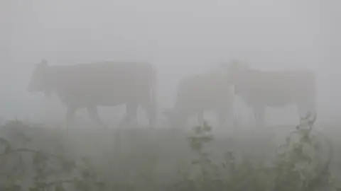 Varias vacas pastando, entre la niebla. Varias vacas pastando, entre la niebla.