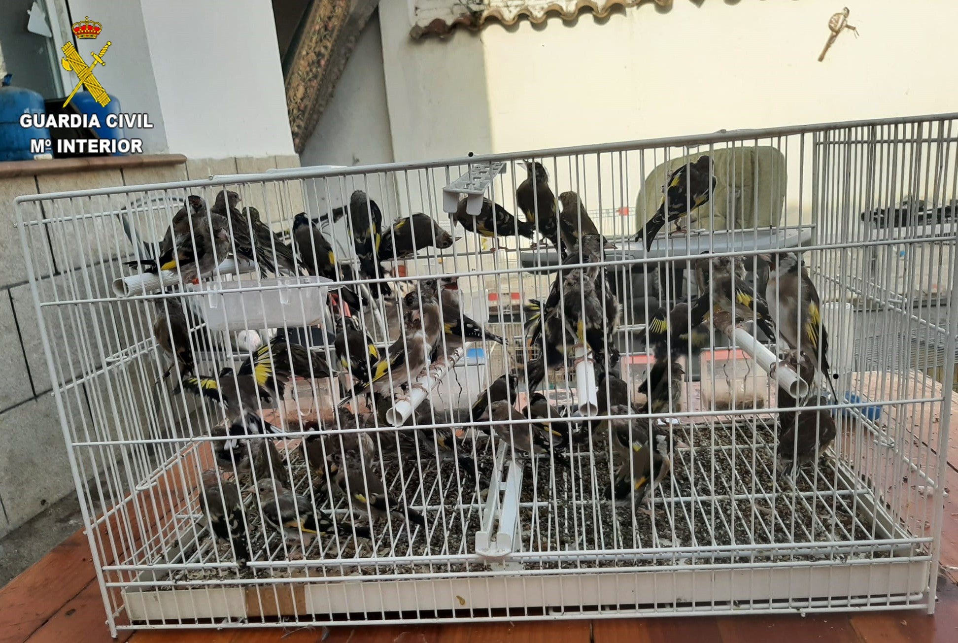 Hasta 9 detenidos por disparar a un hombre en Puebla de Montalbán el pasado 4 de agosto Hasta 9 detenidos por disparar a un hombre en Puebla de Montalbán el pasado 4 de agosto