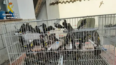 Hasta 9 detenidos por disparar a un hombre en Puebla de Montalbán el pasado 4 de agosto Hasta 9 detenidos por disparar a un hombre en Puebla de Montalbán el pasado 4 de agosto