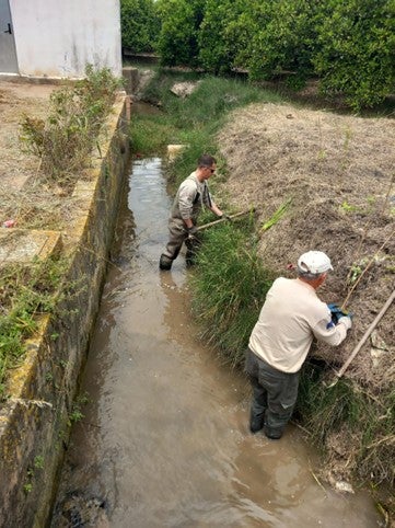 La Generalitat realiza plantaciones de flora acuática amenazada en Albalat de la Ribera para favorecer su conservación La Generalitat realiza plantaciones de flora acuática amenazada en Albalat de la Ribera para favorecer su conservación