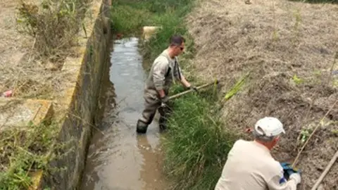 Trabajos de repoblación de flora amenzada en Albalat de la Ribera Trabajos de repoblación de flora amenzada en Albalat de la Ribera
