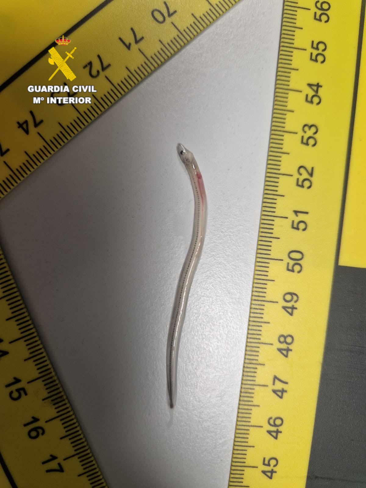 Investigan a un hombre por pesca ilegal de anguila europea en Castellón Investigan a un hombre por pesca ilegal de anguila europea en Castellón