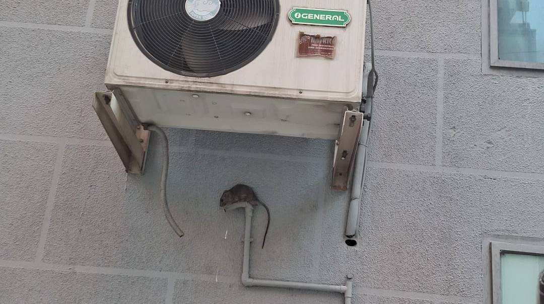 Alertan del aumento de la rata negra en Talavera Alertan del aumento de la rata negra en Talavera