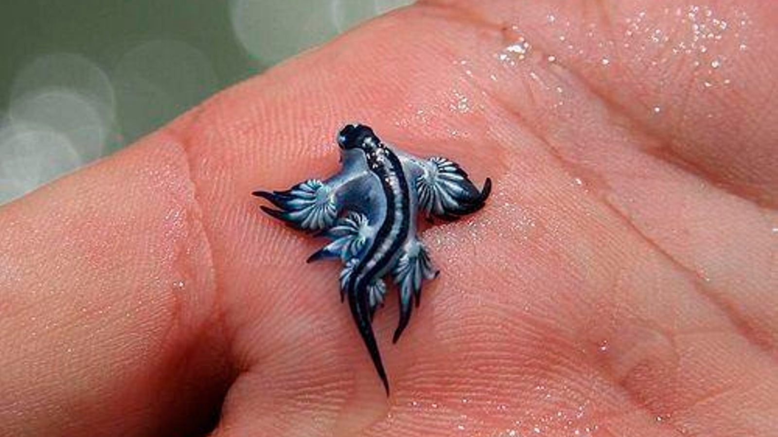 Conocemos los síntomas y remedios para las picaduras de dragón azul Conocemos los síntomas y remedios para las picaduras de dragón azul