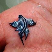 Dragón azul