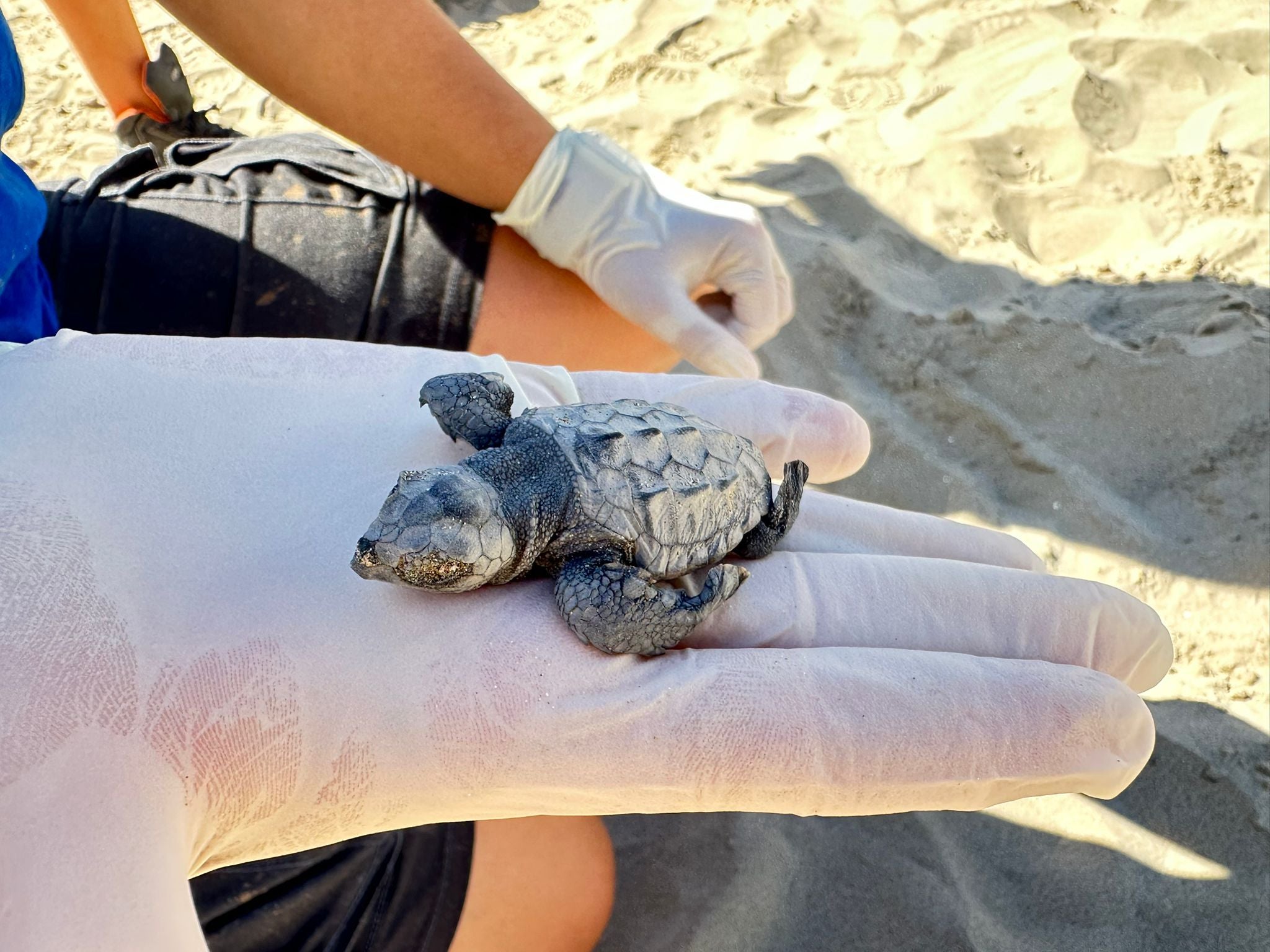 Una tortuga marina desova en la playa del Carregador de Alcossebre Una tortuga marina desova en la playa del Carregador de Alcossebre