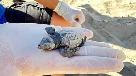 Una tortuga marina desova en la playa del Carregador de Alcossebre Una tortuga marina desova en la playa del Carregador de Alcossebre