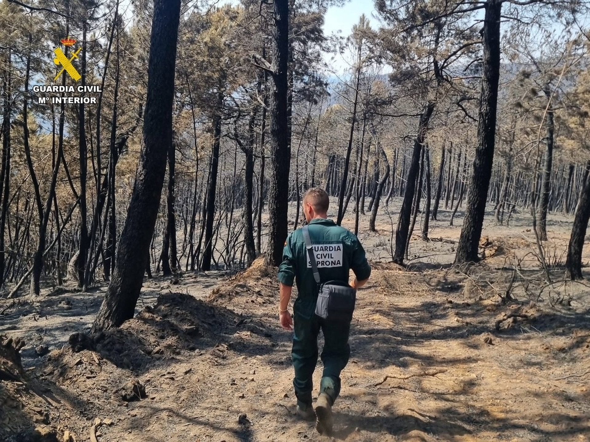 Detenidas cuatro personas e investigadas seis por incendios forestales en la provincia de Cáceres Detenidas cuatro personas e investigadas seis por incendios forestales en la provincia de Cáceres