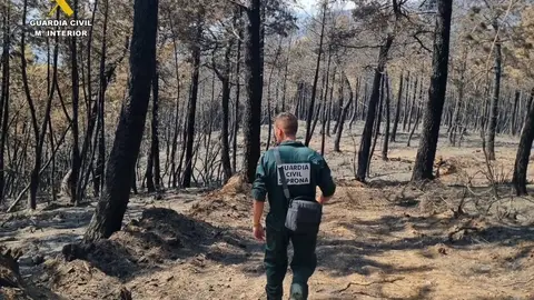 Detenidas cuatro personas e investigadas seis por incendios forestales en la provincia de Cáceres Detenidas cuatro personas e investigadas seis por incendios forestales en la provincia de Cáceres