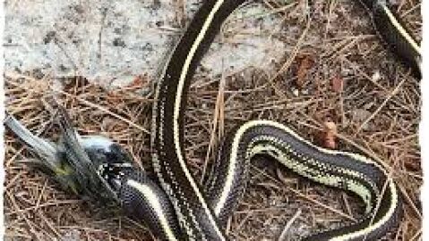 Serpiente californiana devorando un ave