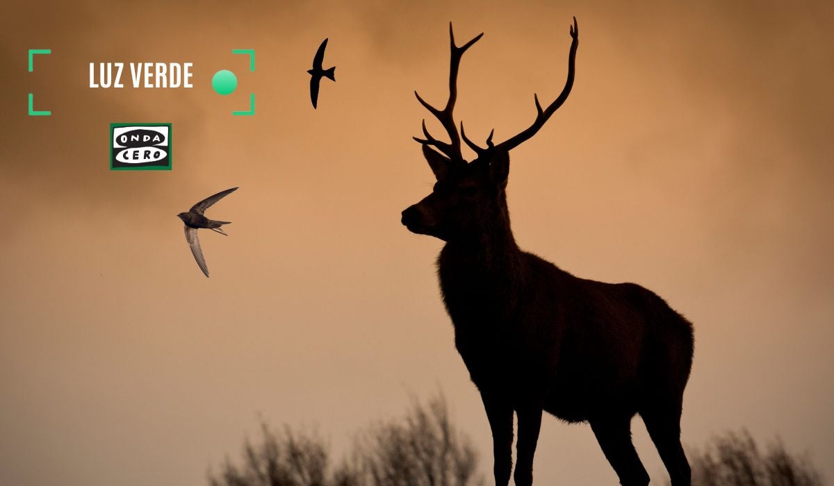 Ciervos y vencejos Ciervos y vencejos