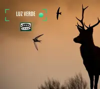 Ciervos y vencejos Ciervos y vencejos