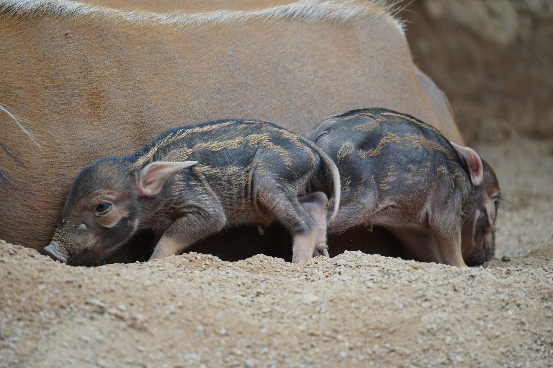 ¡La familia Bioparc crece! Con la incorporación de dos nuevas crías de potamoquero rojo ¡La familia Bioparc crece! Con la incorporación de dos nuevas crías de potamoquero rojo