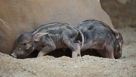 ¡La familia Bioparc crece! Con la incorporación de dos nuevas crías de potamoquero rojo Fuengirola