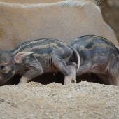¡La familia Bioparc crece! Con la incorporación de dos nuevas crías de potamoquero rojo 