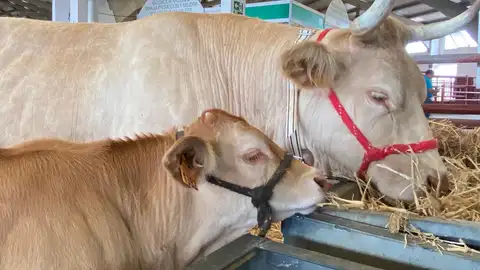 Una vaca y su cría comen en el interior de una de las naves Una vaca y su cría comen en el interior de una de las naves