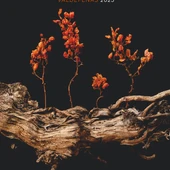 Cartel LXXII Fiestas de la Vendimia y el Vino de Valdepeñas Cartel LXXII Fiestas de la Vendimia y el Vino de Valdepeñas