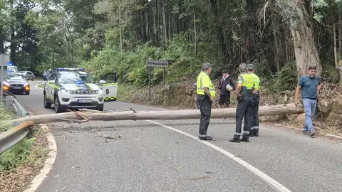 La Vuelta decide finalizar la etapa de Mos a 8 km de meta tras encontrar un árbol bloqueando la carretera La Vuelta decide finalizar la etapa de Mos a 8 km de meta tras encontrar un árbol bloqueando la carretera