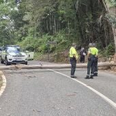 La Vuelta decide finalizar la etapa de Mos a 8 km de meta tras encontrar un árbol bloqueando la carretera