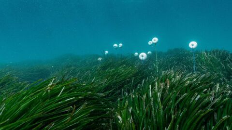 La m&aacute;xima registrada durante ese mismo a&ntilde;o fue de 29,26 &ordm;C, muy por encima del umbral a partir del cual aumenta la mortalidad de esta planta protegida