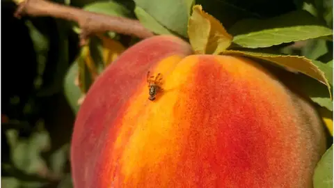 Mosca de la fruta Mosca de la fruta