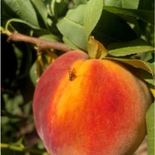 Mosca de la fruta Mosca de la fruta