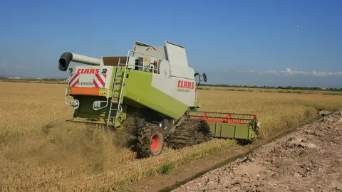 Siega del arroz Siega del arroz